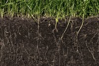Soil Biodiversity: The Key to Regenerative and Sustainable Farming